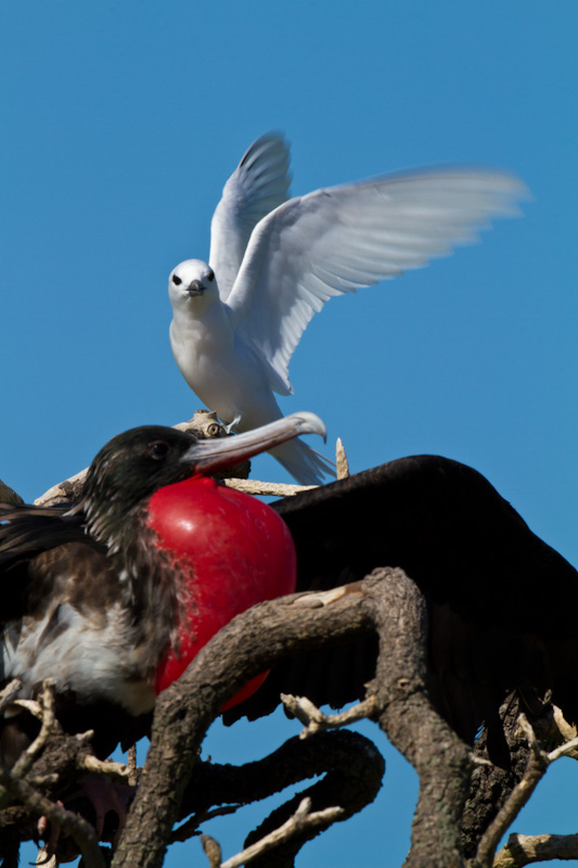 White Tern And Great Frigatebird