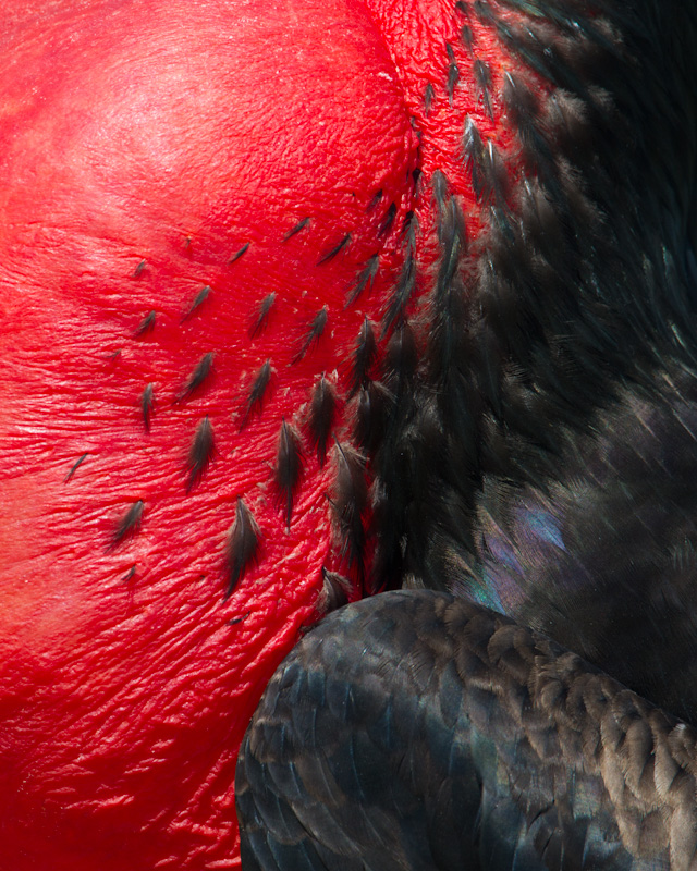 Great Frigatebird Feather Detail