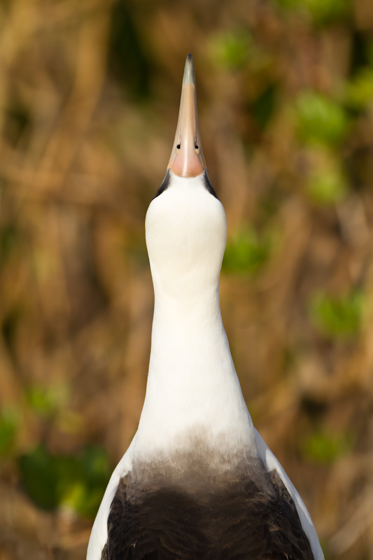 Laysan Albatross Displaying