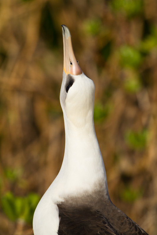 Laysan Albatross Displaying