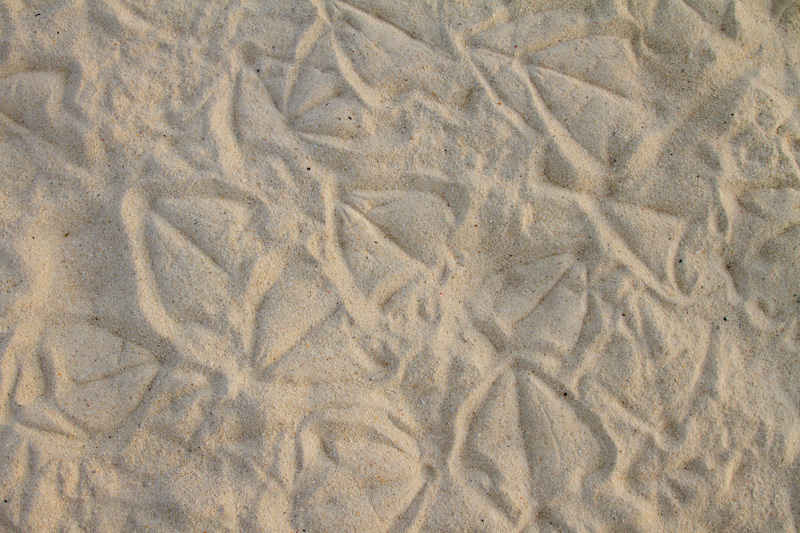 Albatross Footprints On Beach