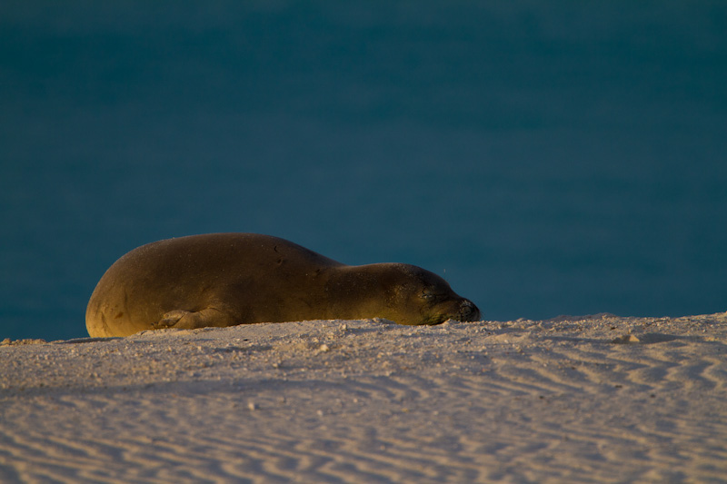 Hawaiian Monk Seal On Beach