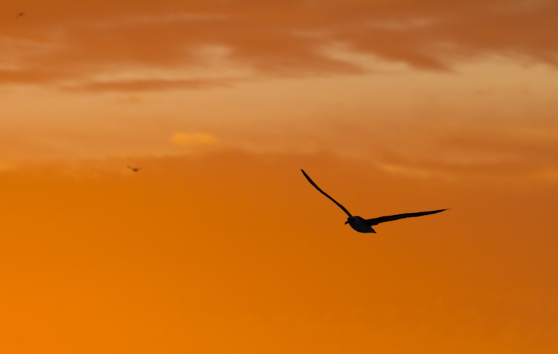 Laysan Albatross Silhouetted At Sunset