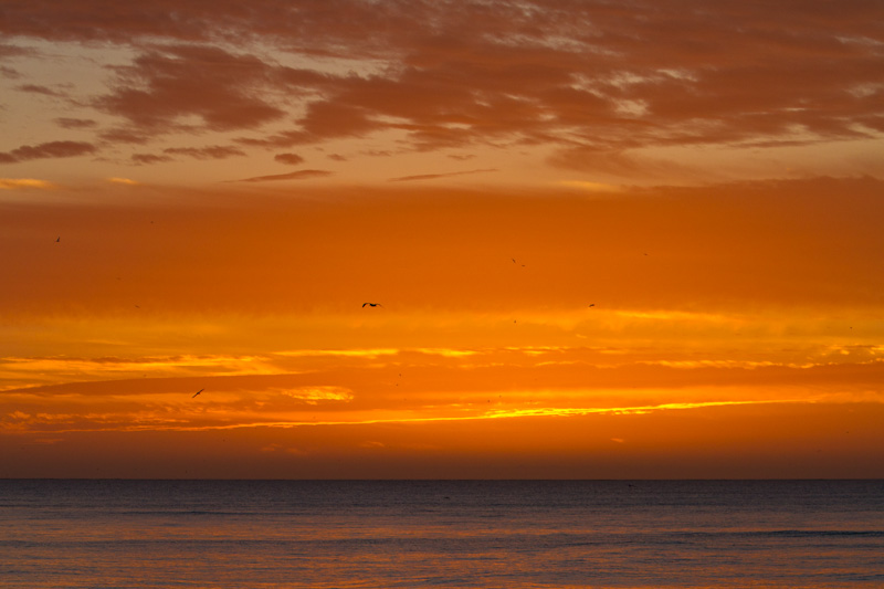 Albatross Over Lagoon At Sunset