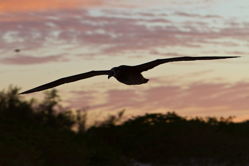 Black-Footed Albatross At Sunset