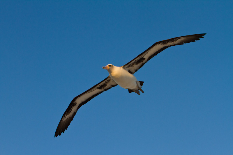 Laysan Albatross In Flight