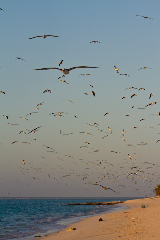 Laysan Albatross Above Beach