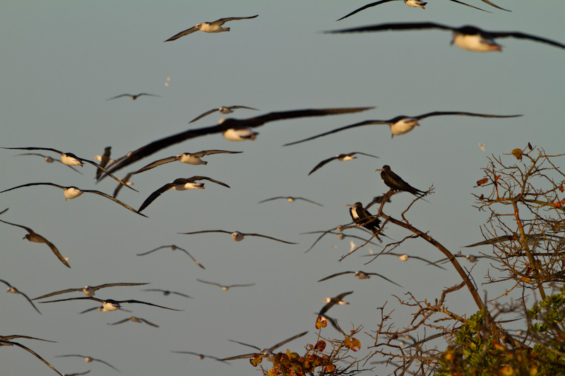 Great Frigatebirds Roosting