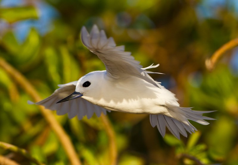 White Tern In Flight