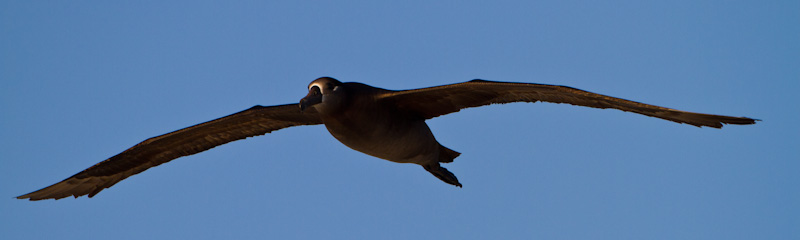 Black-Footed Albatross In Flight