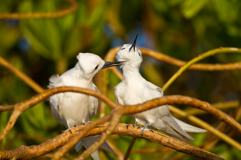 White Terns Preening