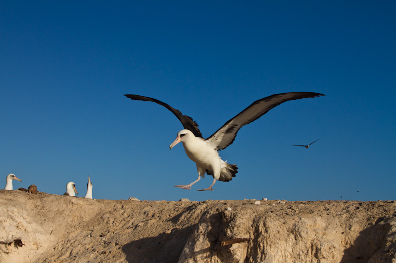 Laysan Albatross Landing