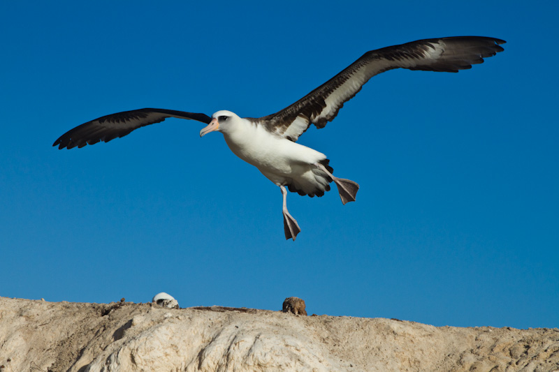 Laysan Albatross Landing