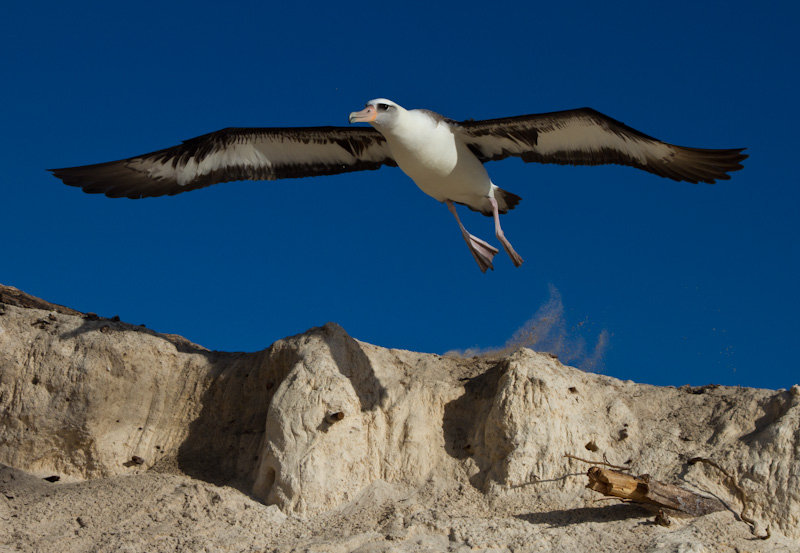 Laysan Albatross Taking Flight