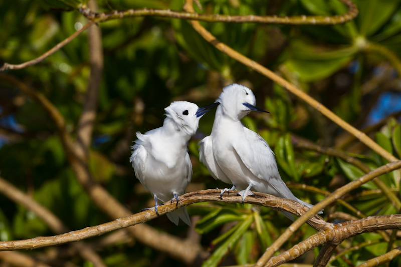 White Terns Preening