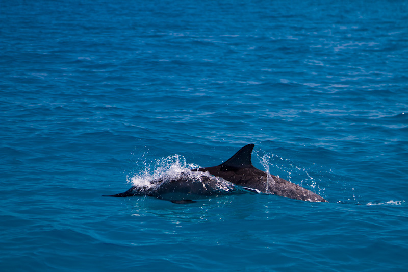 Spinner Dolphin