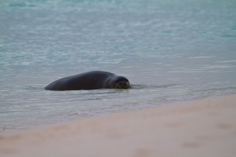 Hawaiian Monk Seal In Surf