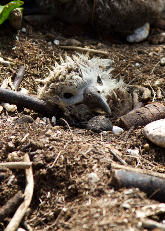 Laysan Albatross Chick Burried In Tsunami Debris