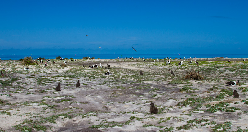 Tsunami Devasted Albatross Colony