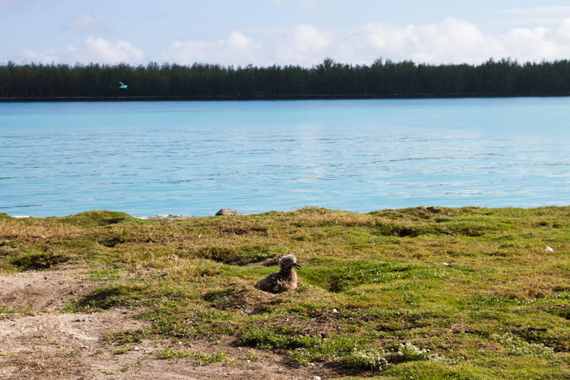 Lone Laysan Albatross Chick That Survived The Tsunami