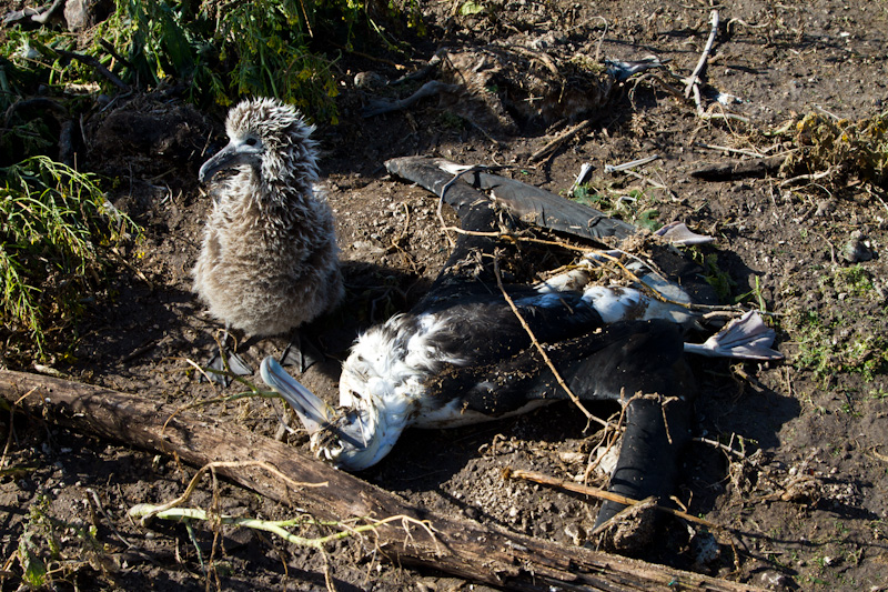 Laysan Albatross Killed By Tsunami And Living Chick