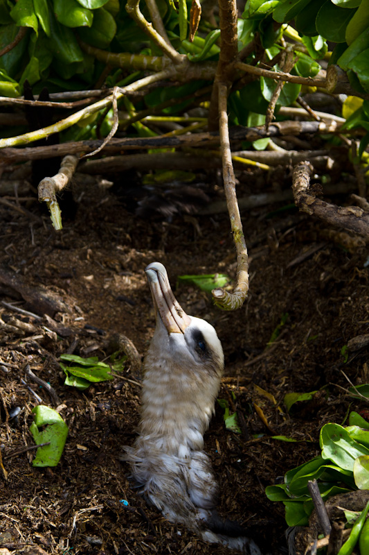 Laysan Albatross Trapped By Tsunami Debris