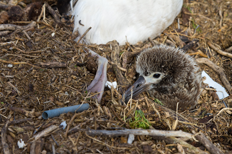 Laysan Albatross Chick Trapped By Tsunami Debris