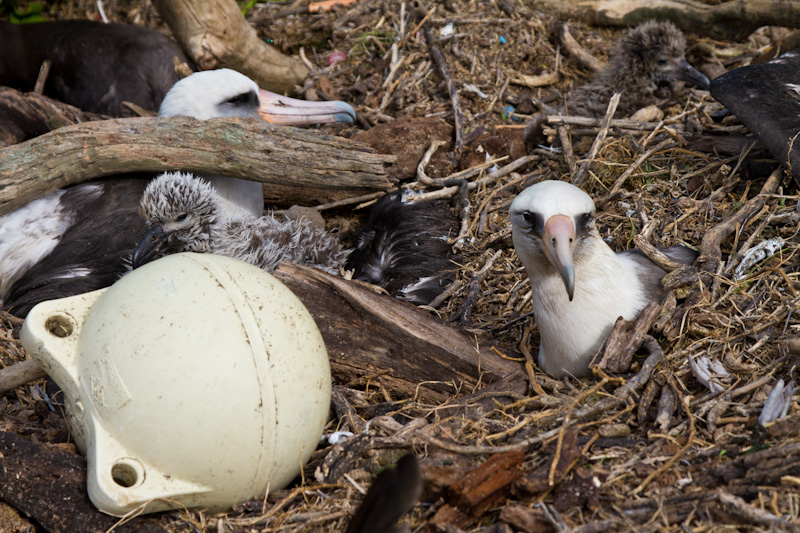 Laysan Albatross Trapped By Tsunami Debris