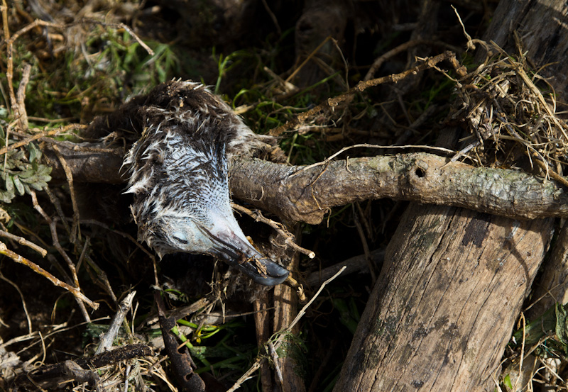 Laysan Albatross Chick Killed By Tsunami