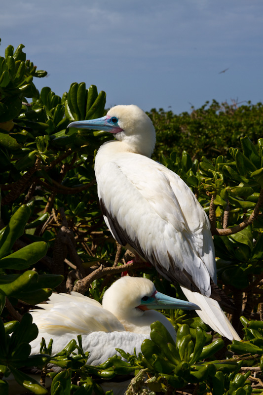 Red-Footed Boobys