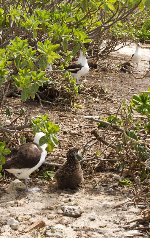 One Of Four Laysan Albatross Chicks That Survived The Tsunami On Spit Island