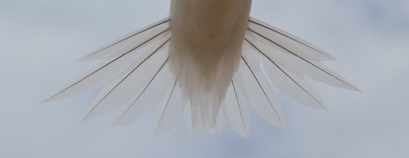 White Tern Tail Feather Detail