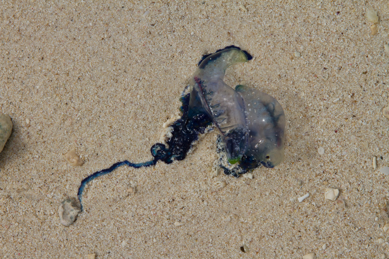Portugese Man-Of-War Jelly On Beach