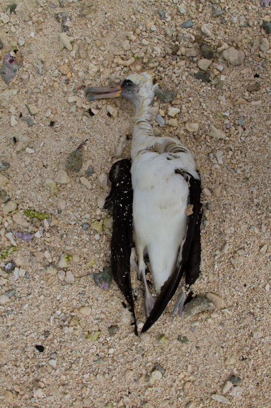 Drowned Laysan Albatross On Beach
