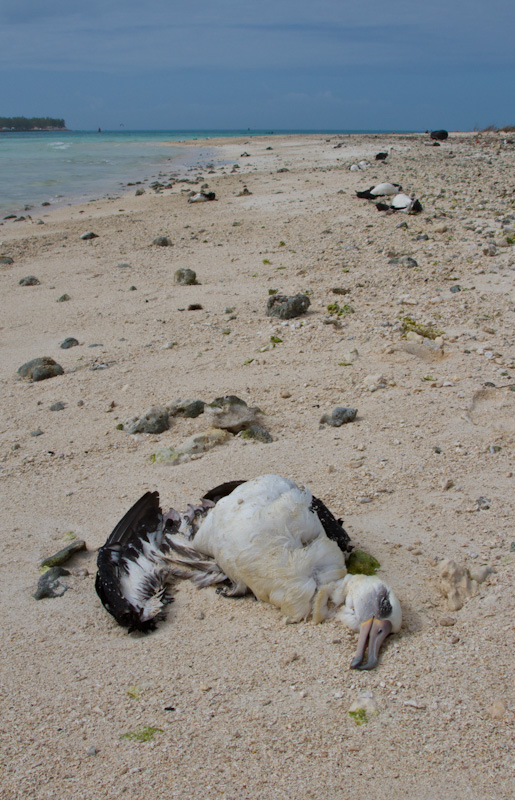 Drowned Laysan Albatross On Beach