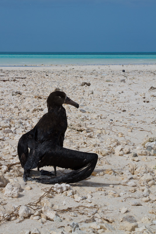 Tsunami Swamped Black-Footed Albatross Drying Wings
