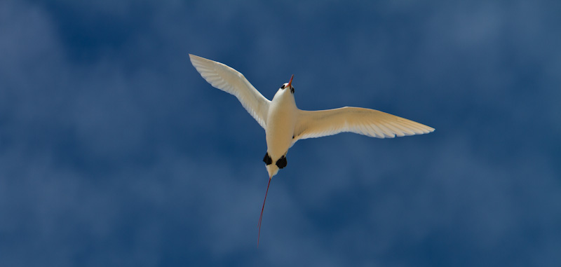 Red-Tailed Tropicbird In Flight