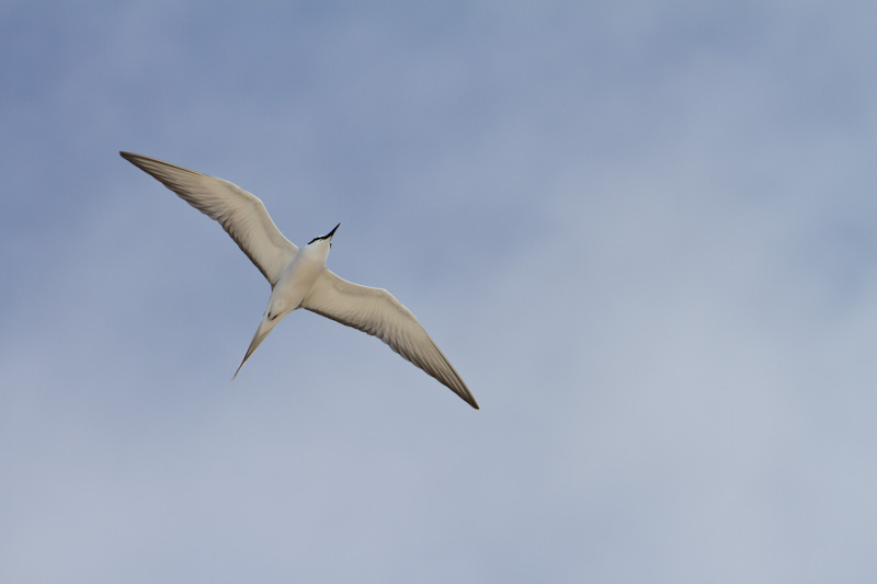 Gray-Backed Tern In Flight