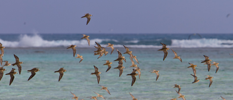 Pacific Golden Plovers In Flight