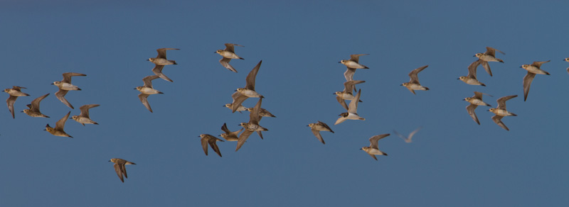 Pacific Golden Plovers In Flight