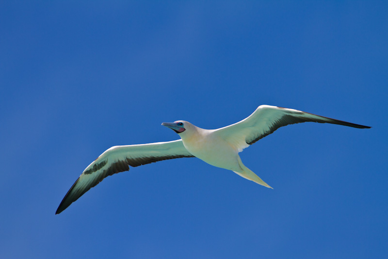 Red-Footed Booby In Flight
