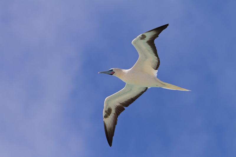 Red-Footed Booby In Flight
