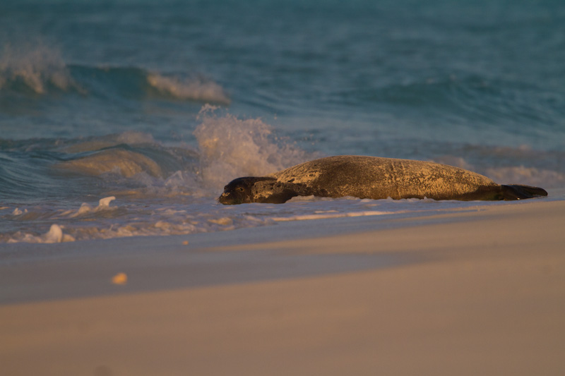 Hawaiian Monk Seal On Beach