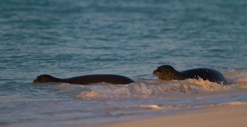 Hawaiian Monk Seals In Surf