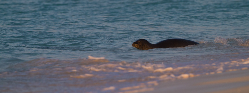 Hawaiian Monk Seal In Surf