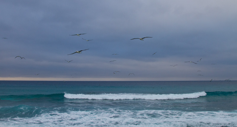 Laysan Albatross Flying Over Breakers