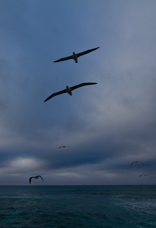 Laysan Albatross In Flight