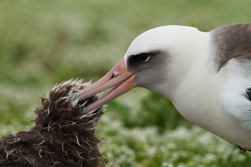 Laysan Albatross Preening Chick