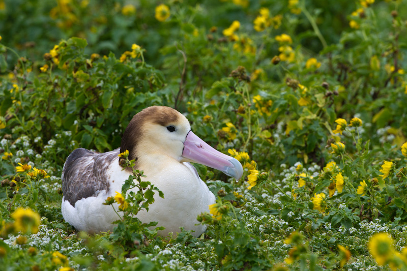 Short-Tailed Albatross