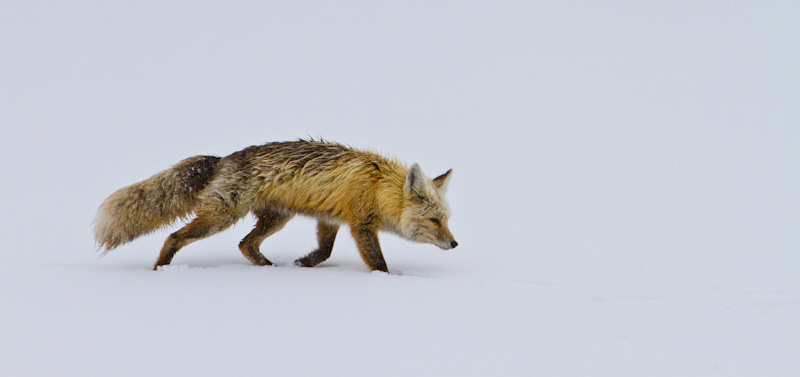 Red Fox In Snowstorm
